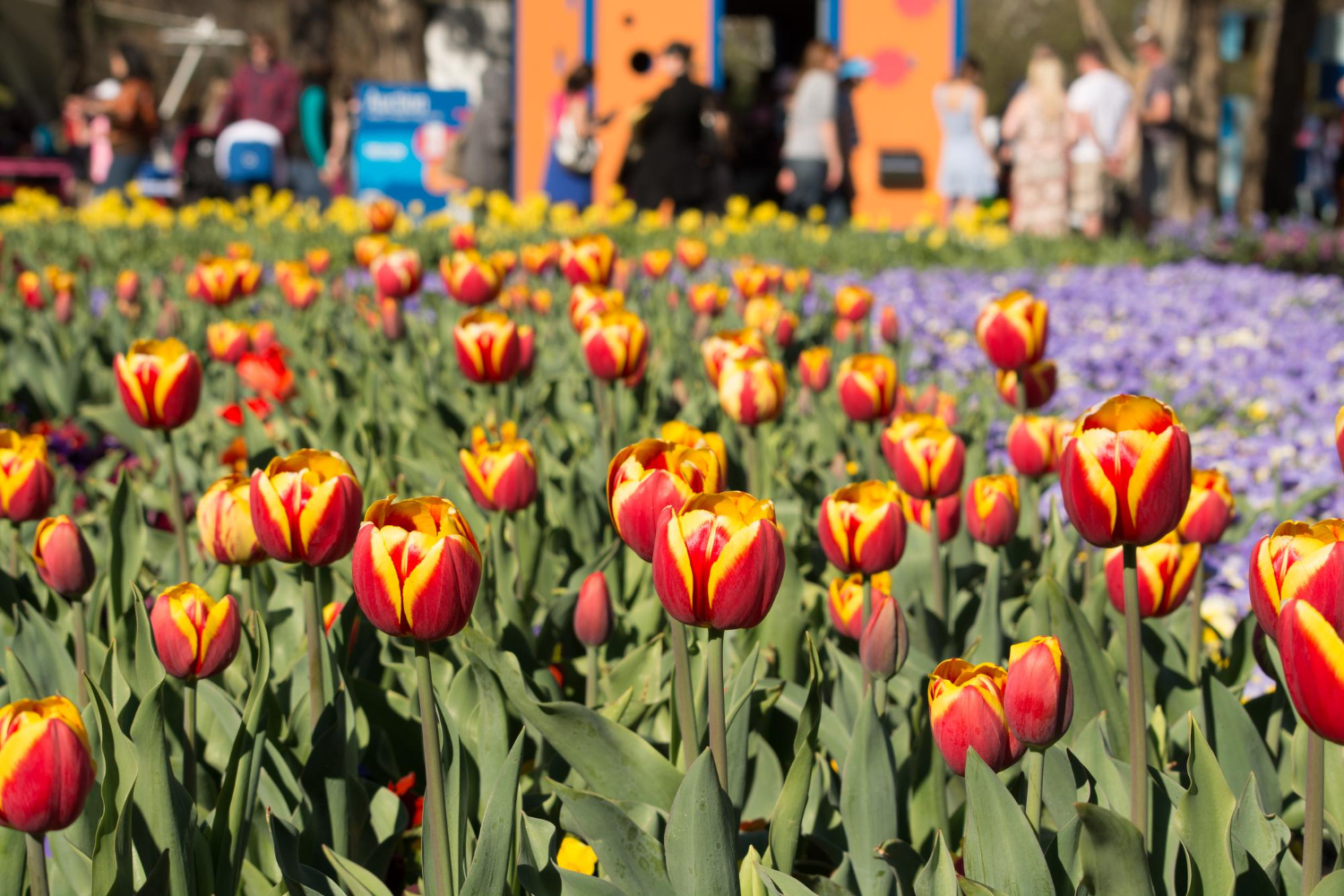 Close-up of tulips growing in field.jpg